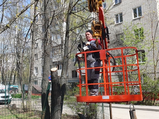 Сотрудники коммунальных служб удаляют больные и засохшие деревья